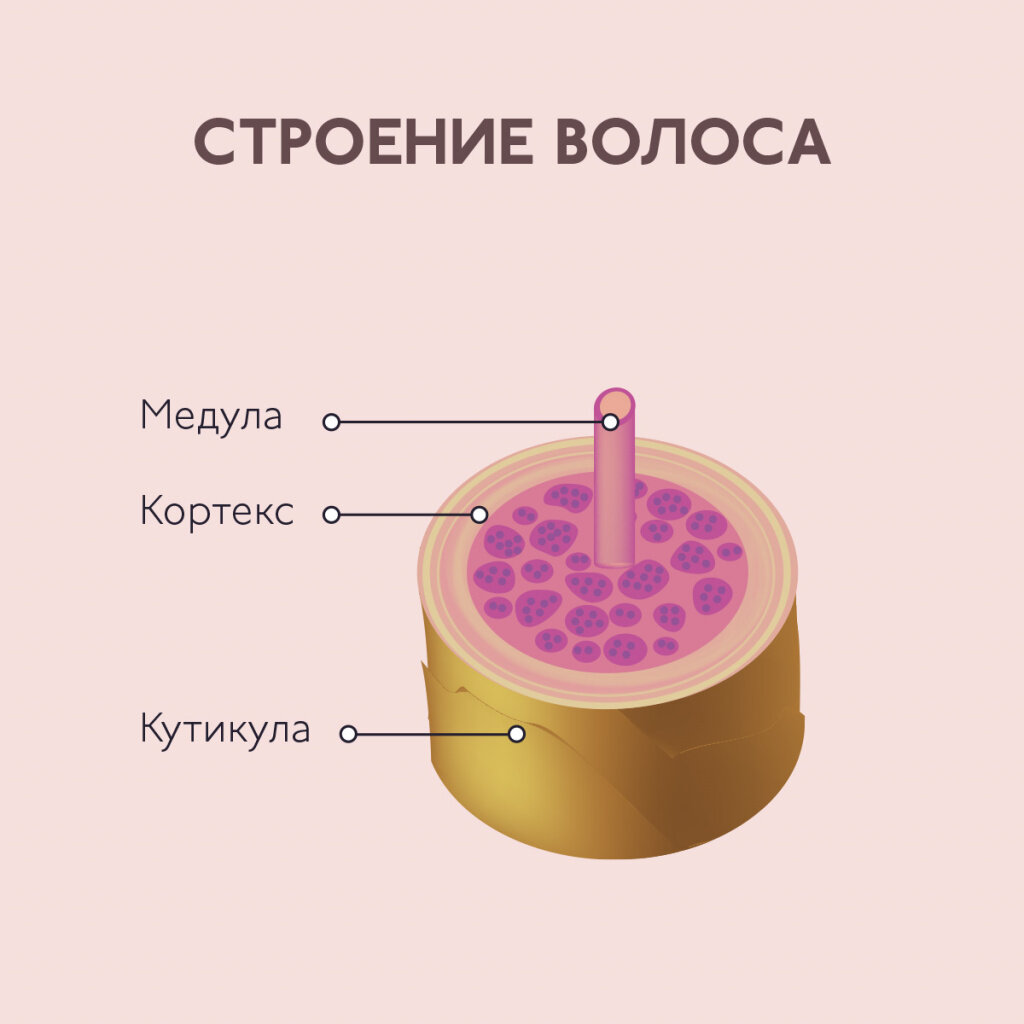 Что такое сечение волос человека