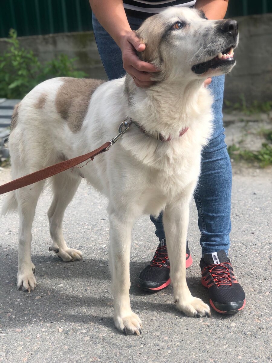 Моцарт уехал домой