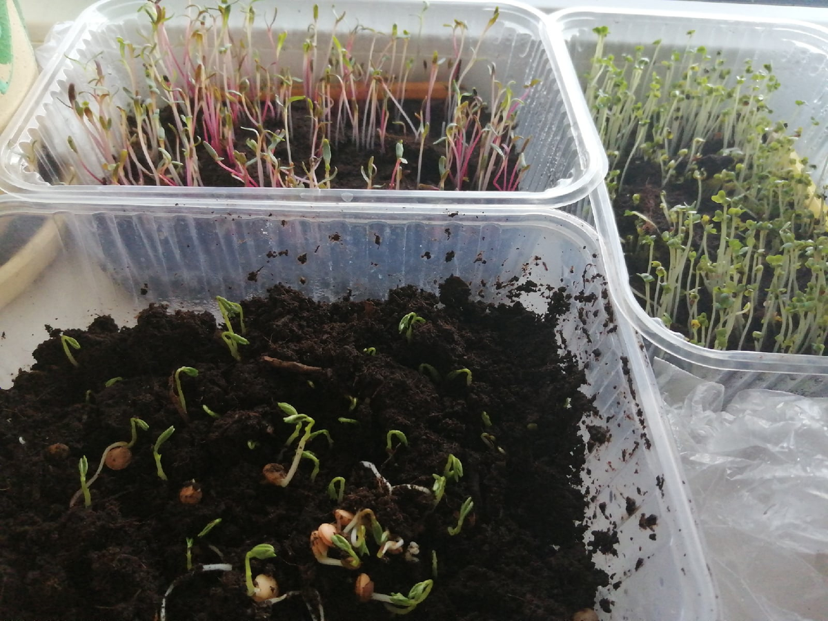 Моя собственная микрозелень, которую я выращивал во время локдауна. Здесь растут чечевица, мангольд и горчица. 