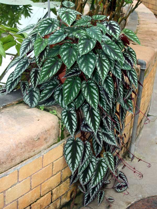 Cissus Discolor