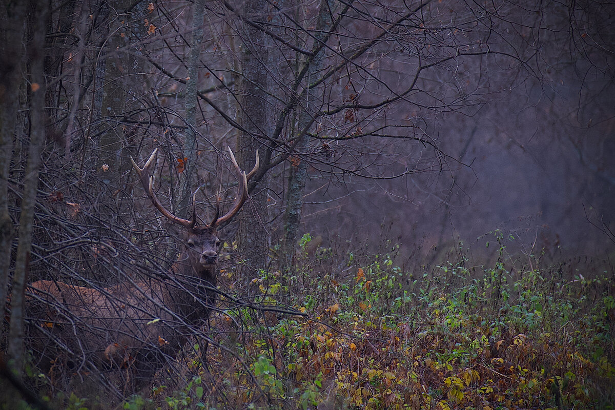 Благородный олень.