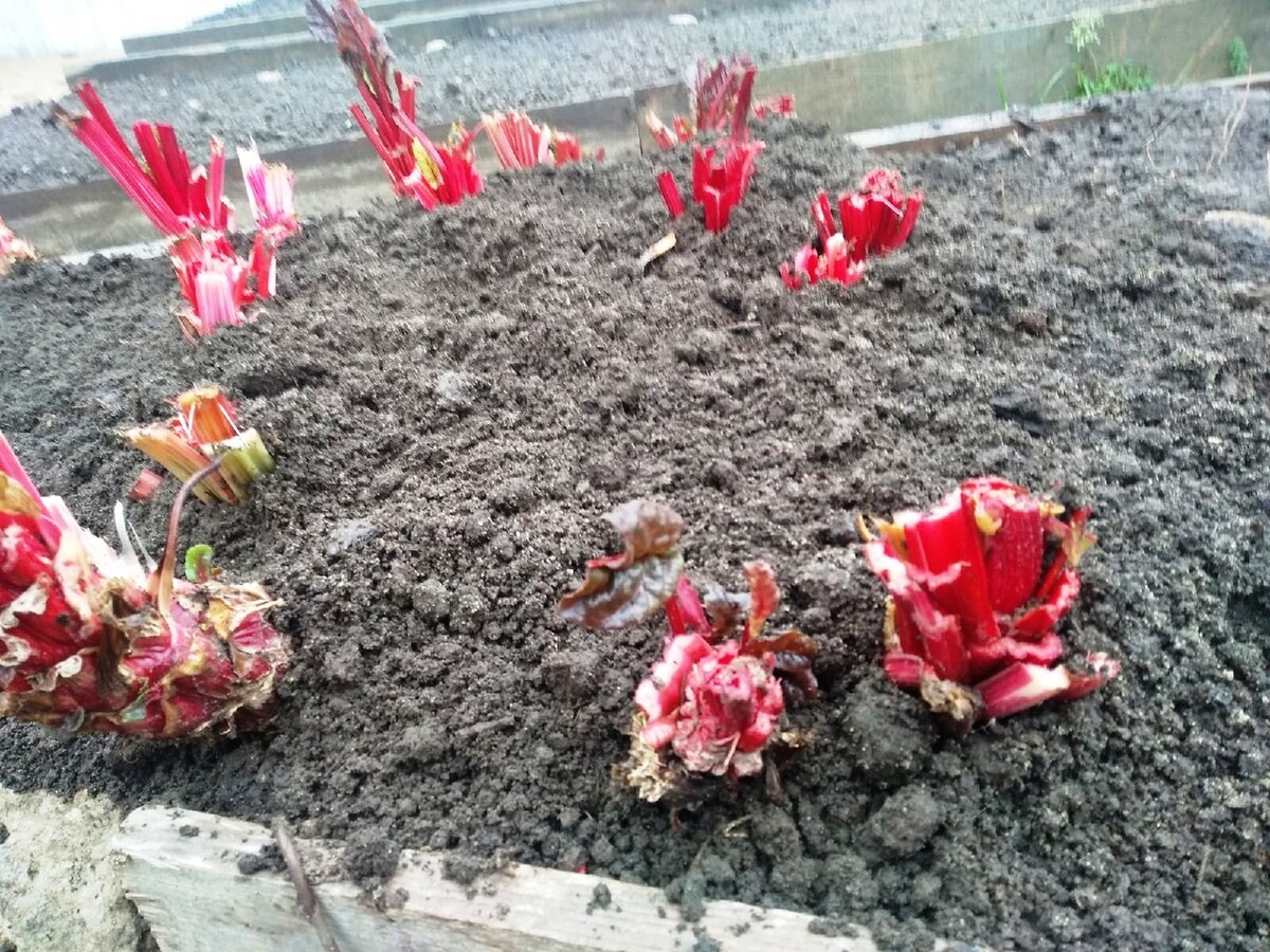 После присыпки землёй