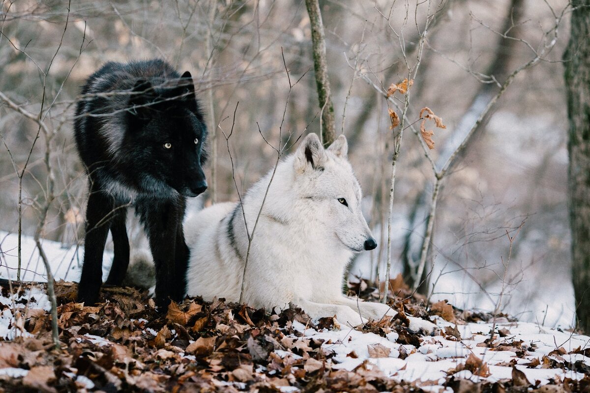 Волк на территории Омской области