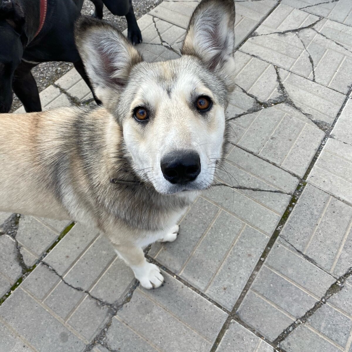 Милое юное создание с  грустинкой  в  глазах