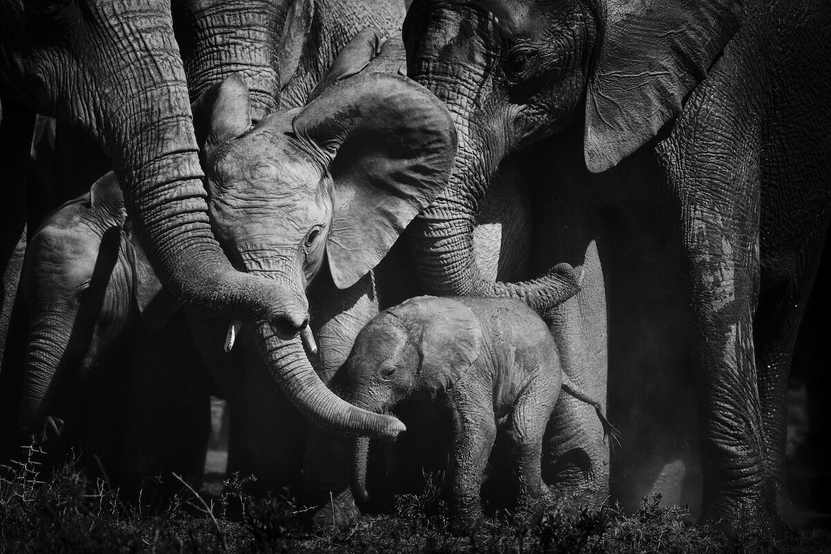 ©Peter Delaney, Wildlife Photographer of the Year