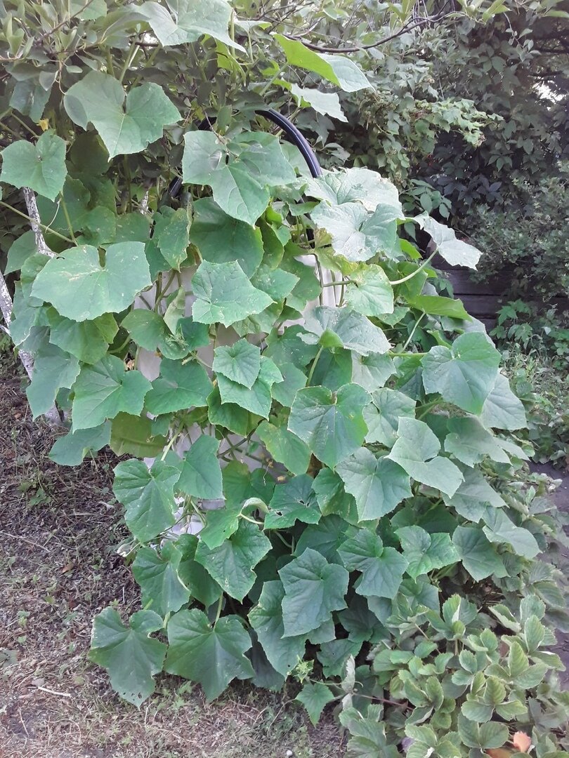 Пик декоративности железной бочки