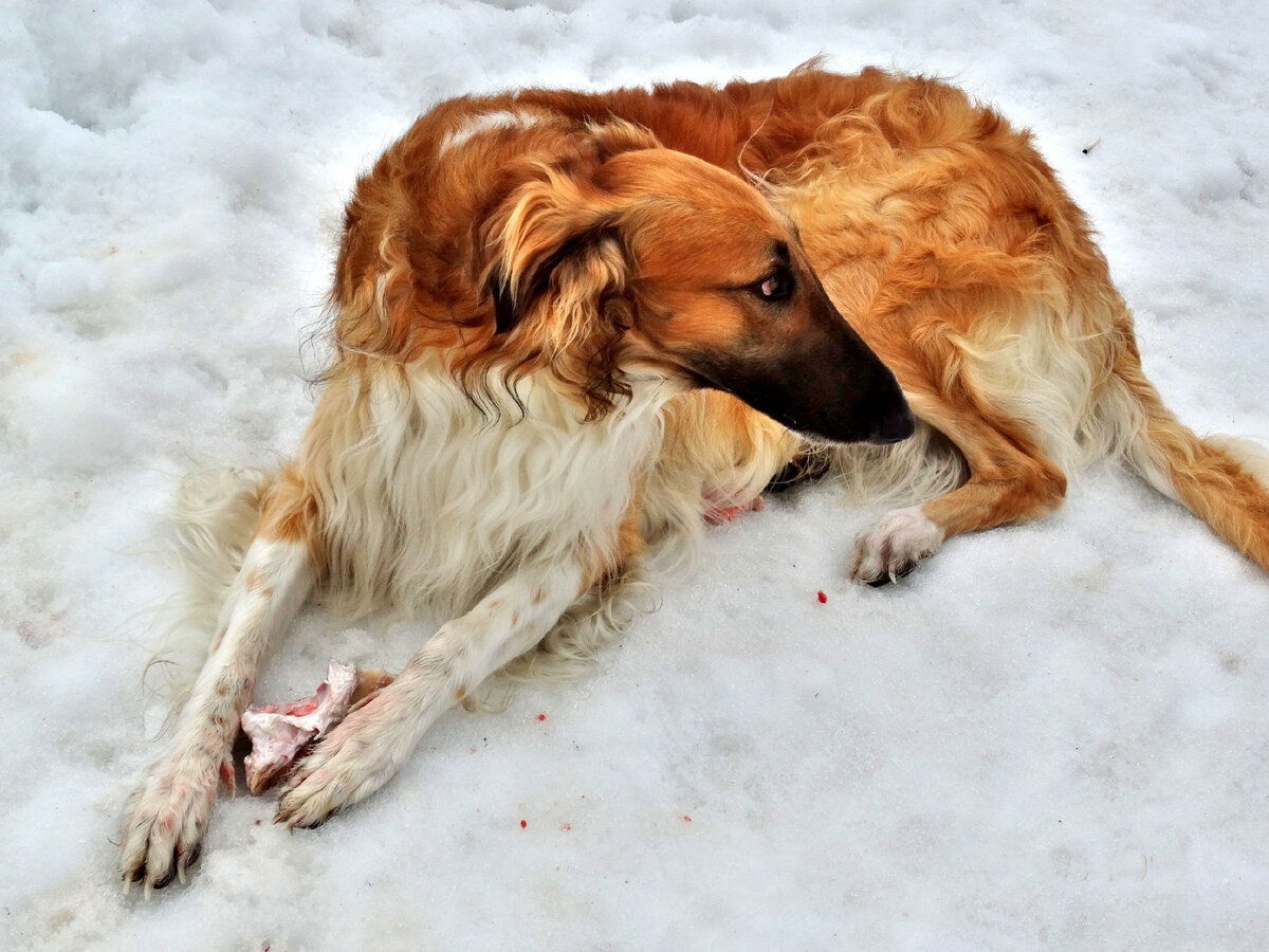 Багряша не спешит