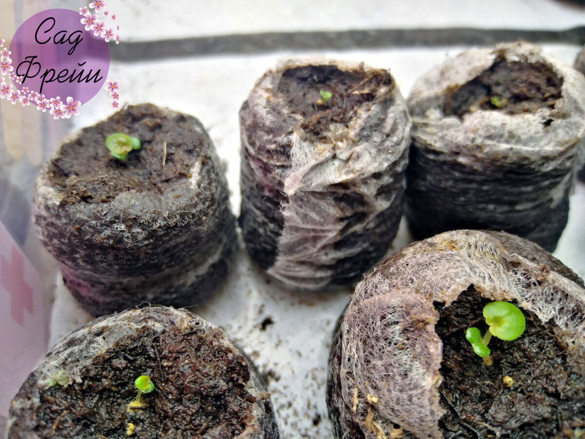 Незабываемый опыт: клубневая бегония из семян