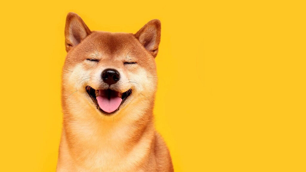 Shiba Inu
