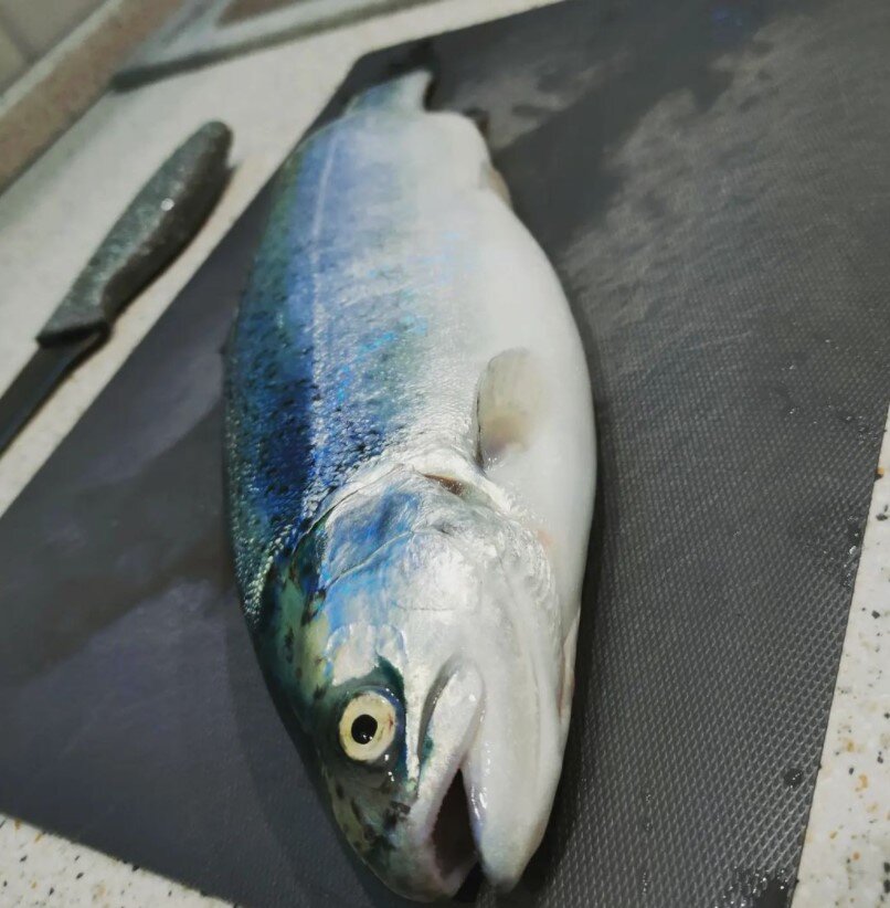 Рыбы псковской области фото с названиями. Форель зубы. Тонну форели. Тонну форели. Стальноголовая форель.