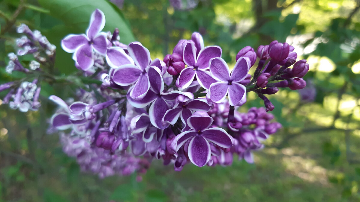 вот вам веточка сирени для весеннего настроения. Фото из Сиреневого сада парка Сокольники