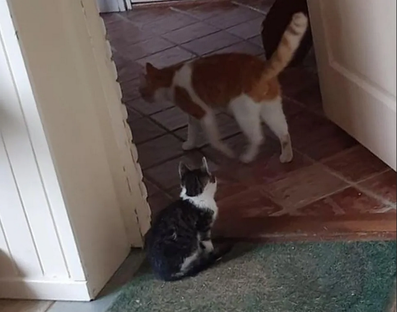 Кот пригласил бездомного котенка к себе домой и вырастил его самым ...