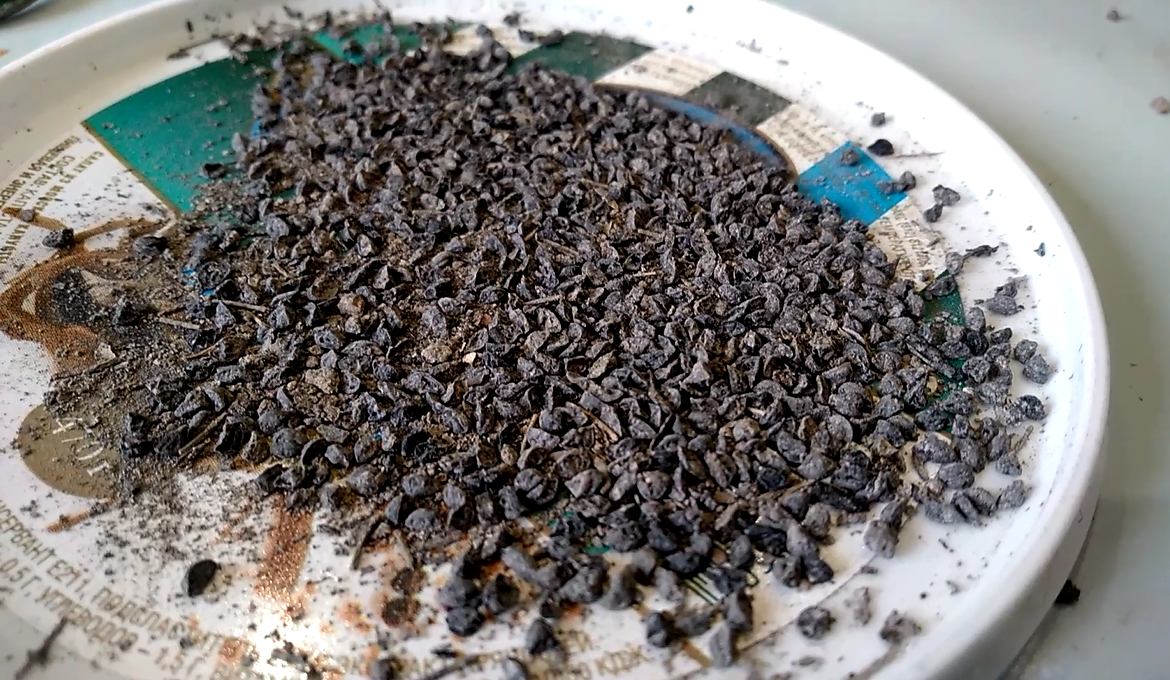 Семена лука-порея