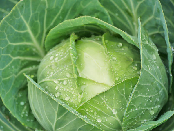 Источник: 7dach.ru