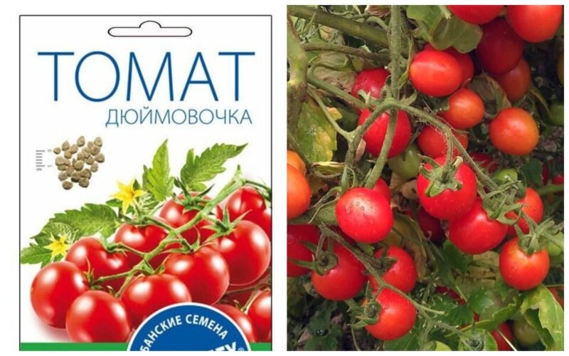Томат Дюймовочка