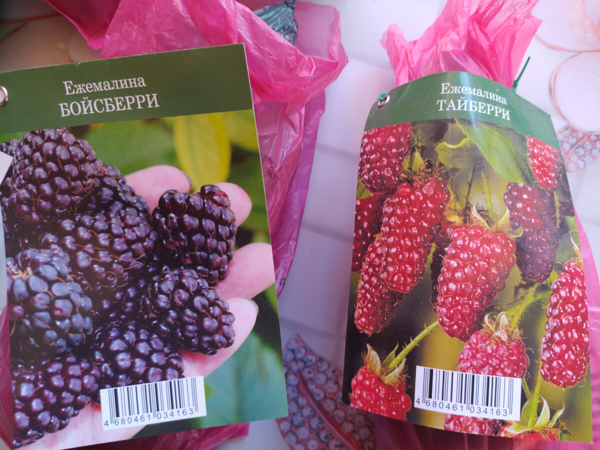Такого зверя у нас ещё не было... )))