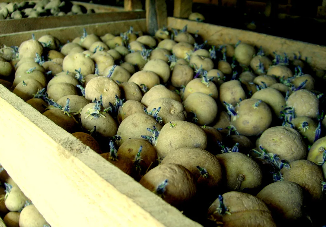 Фото перед посадкой. ЯРОВИЗИРОВАННЫЙ картофель. Подготовка семенного картофеля. Проросший картофель. Посадка картофеля.