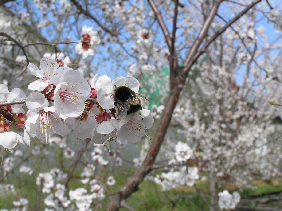 Шмель на абрикосе . ( Фото из моего семейного архива)