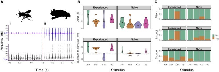    Структурное сходство между жужжанием перепончатокрылых насекомых и «жужжанием» летучих мышей (А) и поведенческие реакции сов на воспроизведение звуков (B, С): Am — жужжание медоносной пчелы, Mm — «жужжание» большой ночницы, Ctrl — контроль, социальный сигнал широкоухого складчатогуба, Vc — жужжание обыкновенного шершня. Сравнивались реакции наивных и опытных птиц, оценивалось количество реакций (B) и их интенсивность (С)/© 10.1016/j.cub.2022.03.052