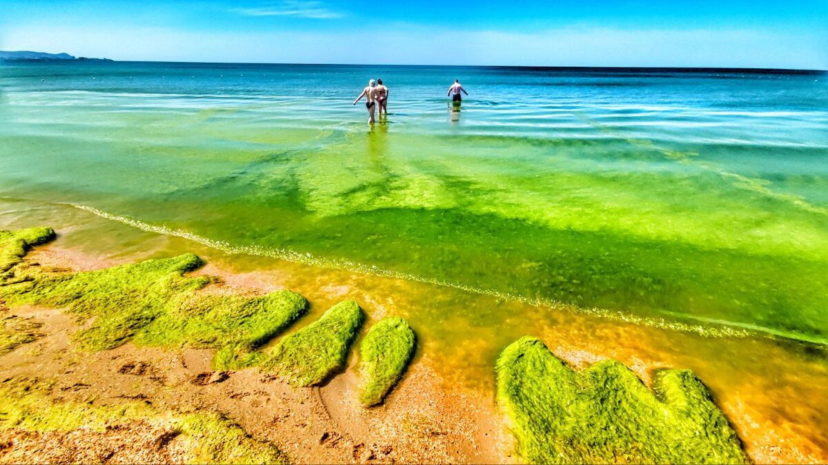 Анапа цветение моря