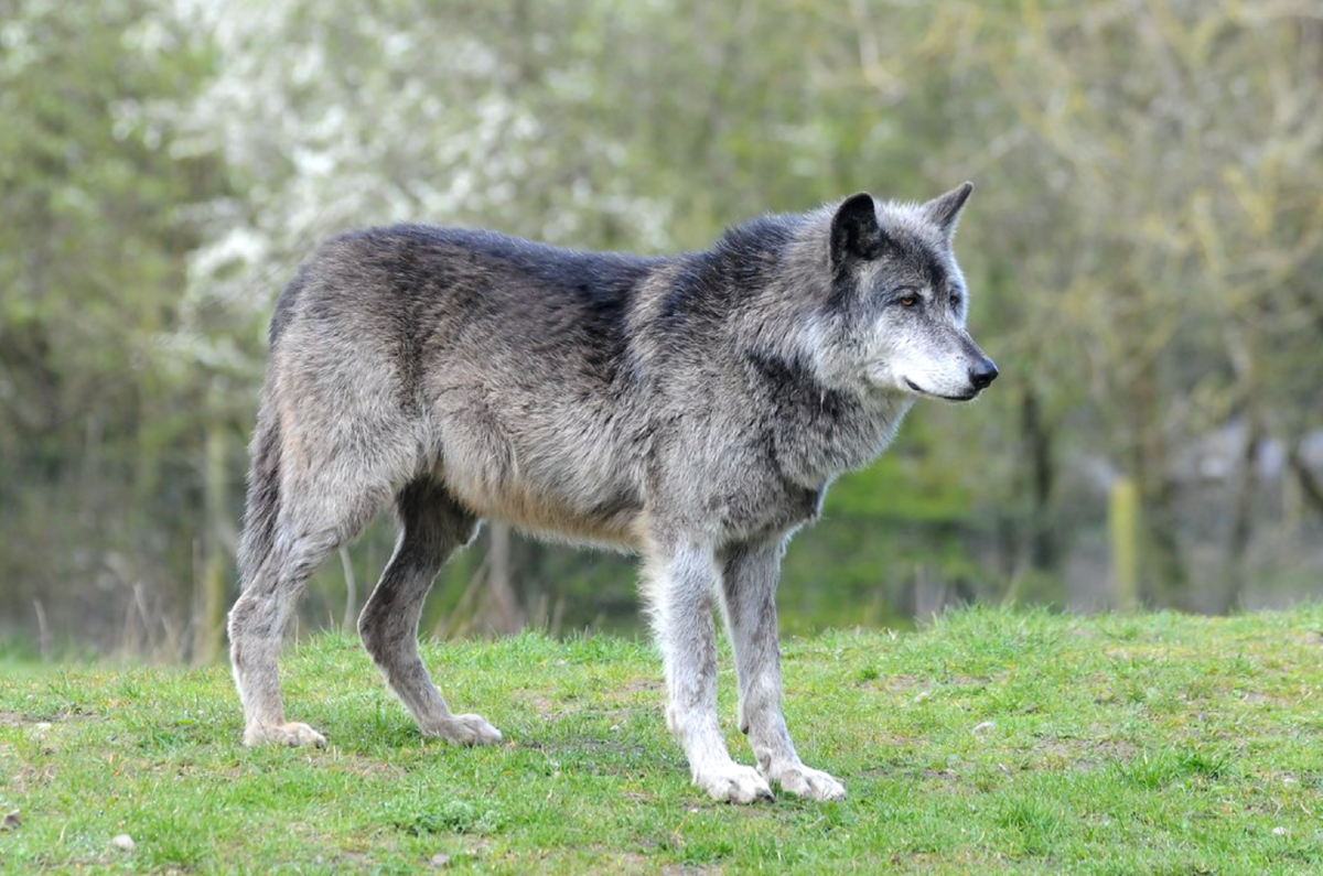 Самый большой волк на планете (92 фото)