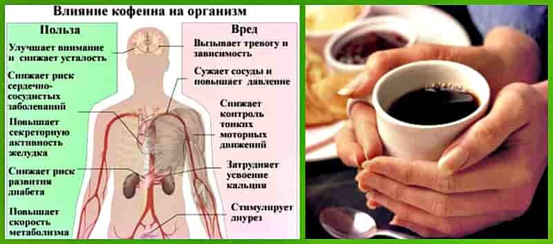 Влияние кофеина на организм человека презентация