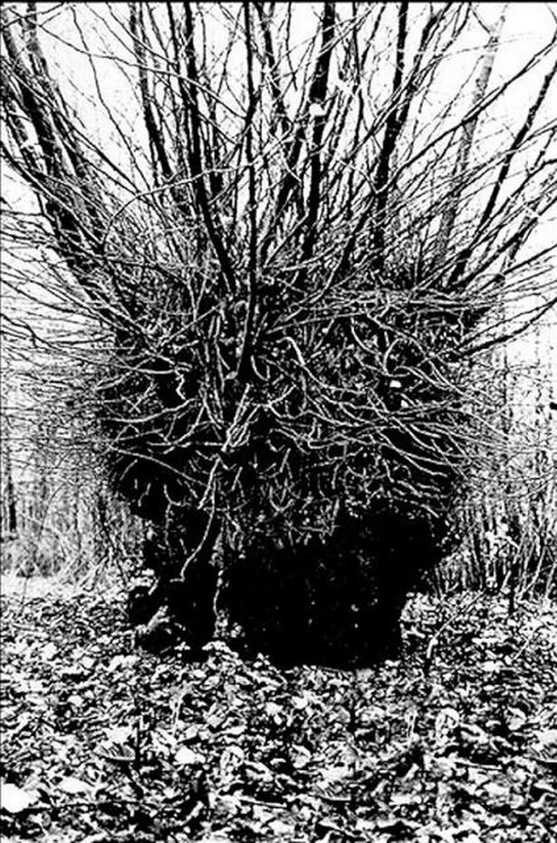 Тот самый вяз