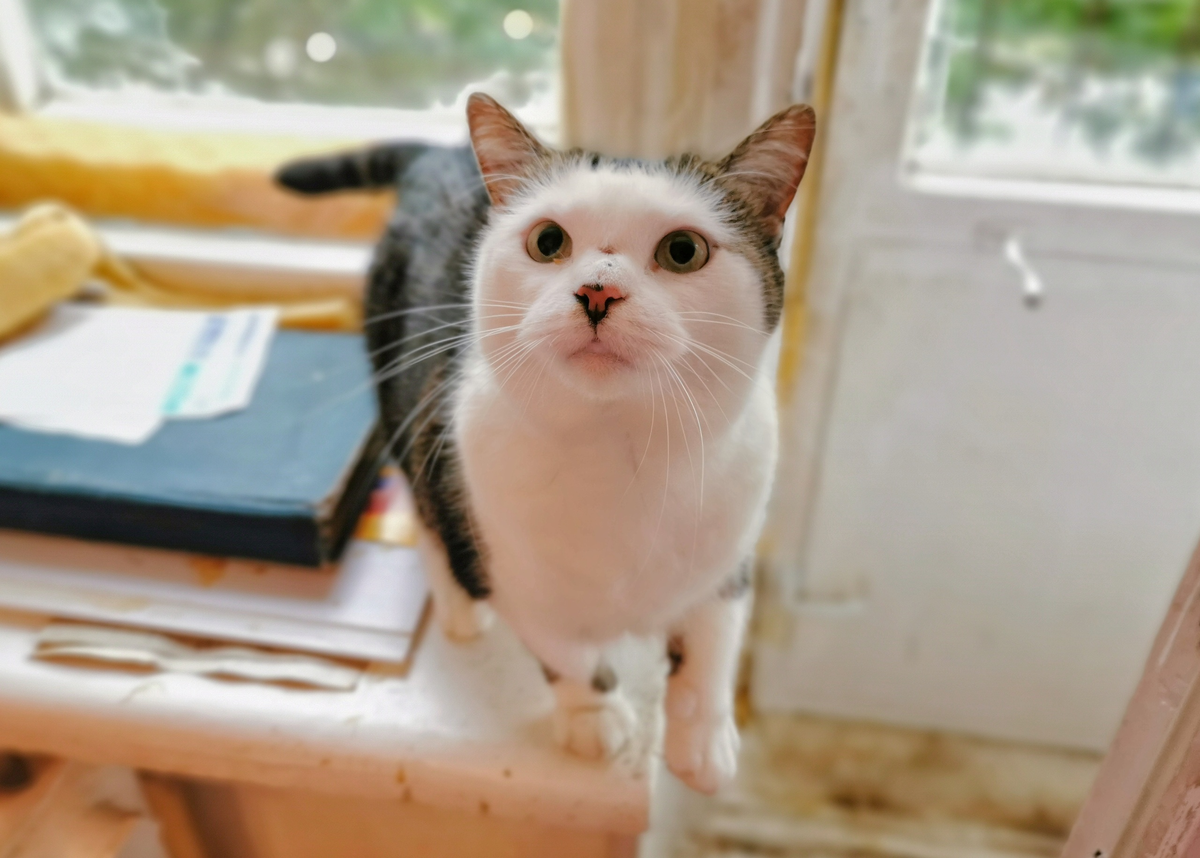 © ВСЕ ОТТЕНКИ КОШАЧЬЕГО. Кошка Есения