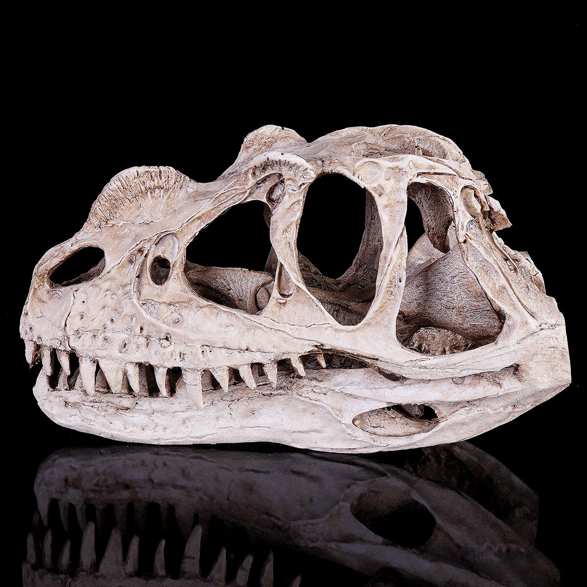 Череп Цератозавра