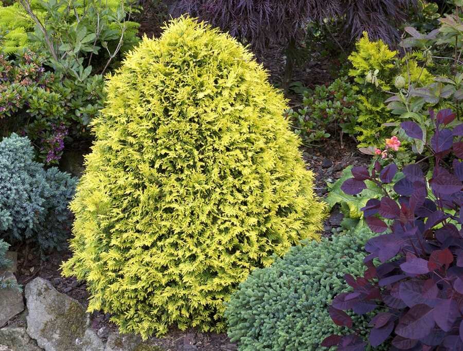 Туя Санкист