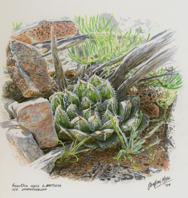 Haworthia agnis @Illustration by Gerhard Marx