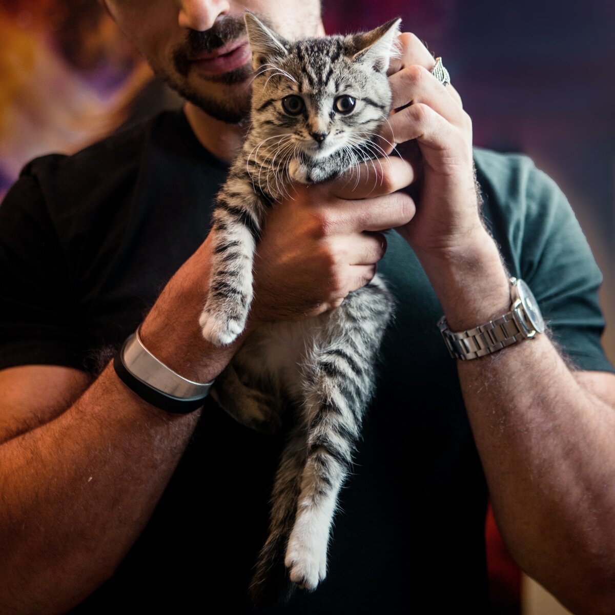 Man cats. Petting Cat. Хозяин гладит нижнюю. Cat benefits