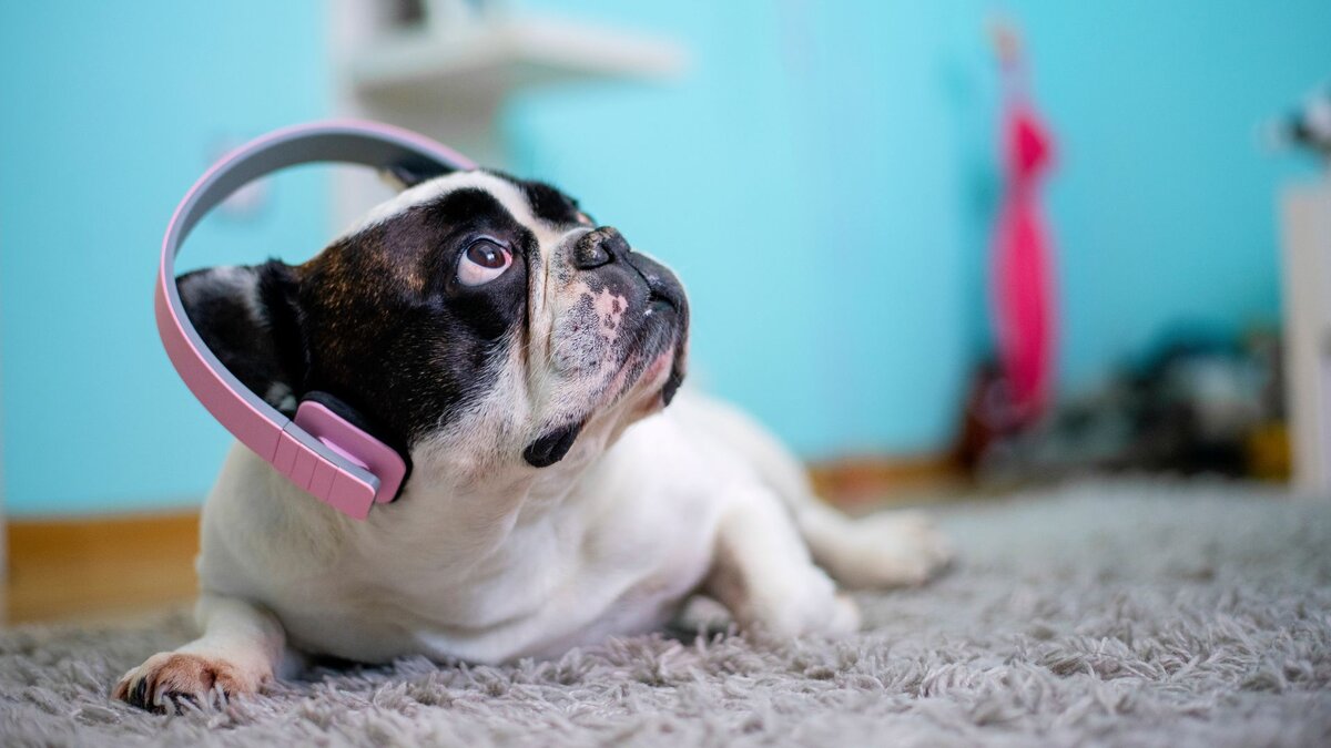 Как музыка влияет на поведение собак: научные факты и исследования
