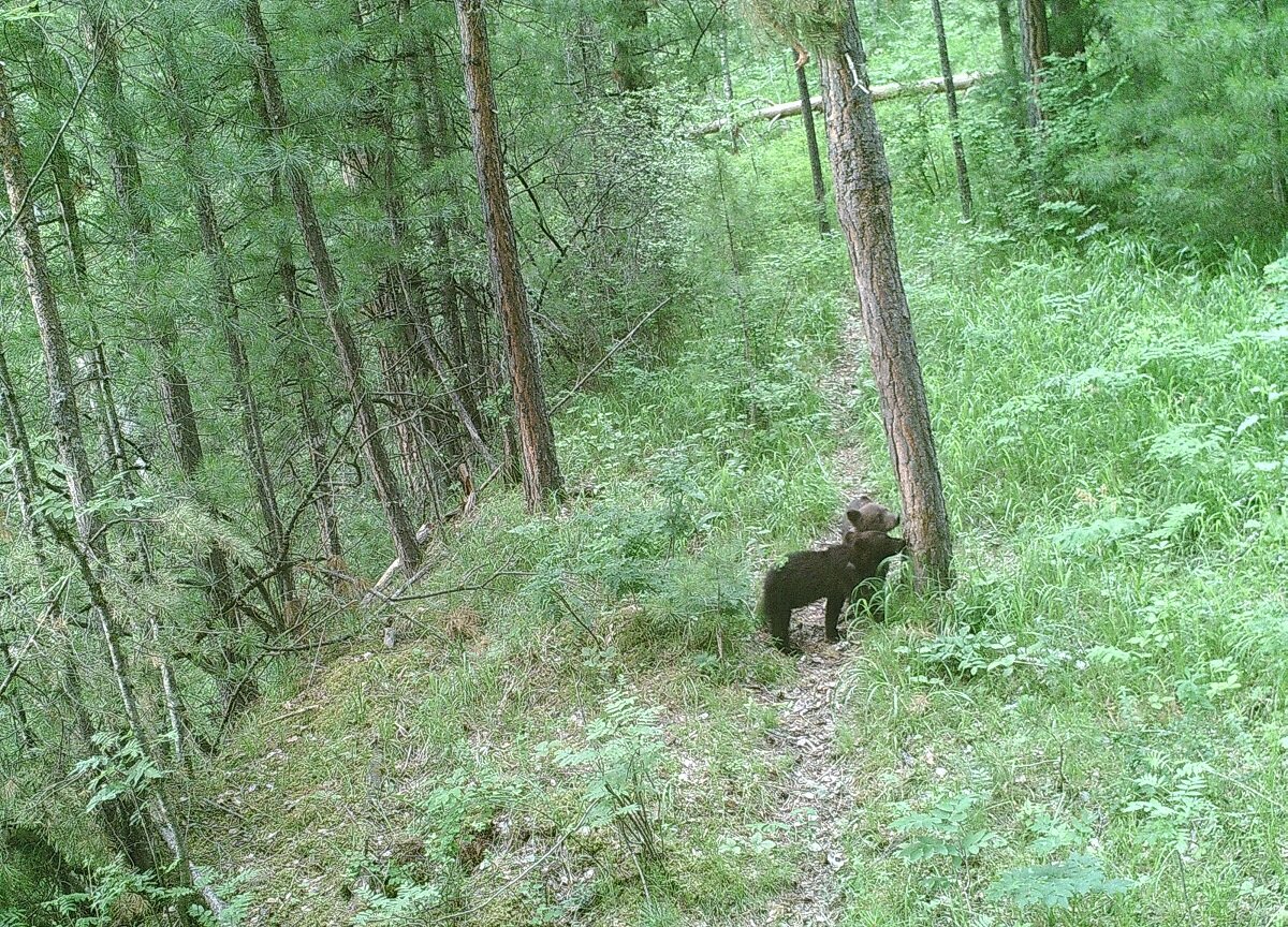 Прикольные фото с фотоловушек