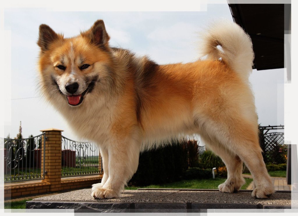 исландская пастушья собака