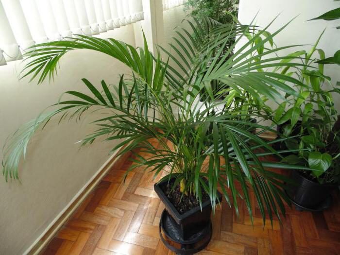 Что за растения – пальмы?