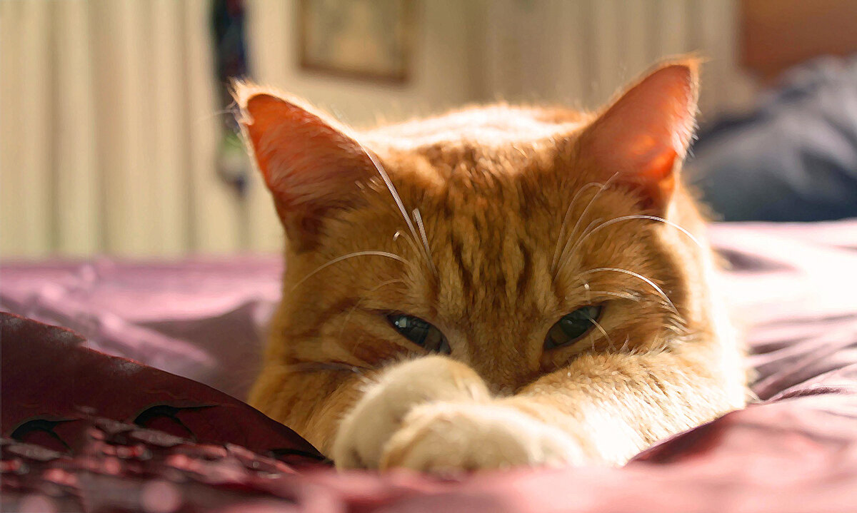 Кот логотип. Рыжий кот символ. Рыжий кот символ. Хитрый кот. Рыжий кот.