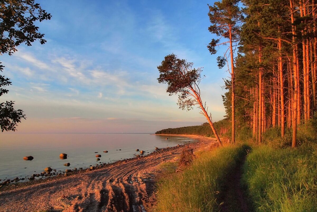 Лес и море калязин