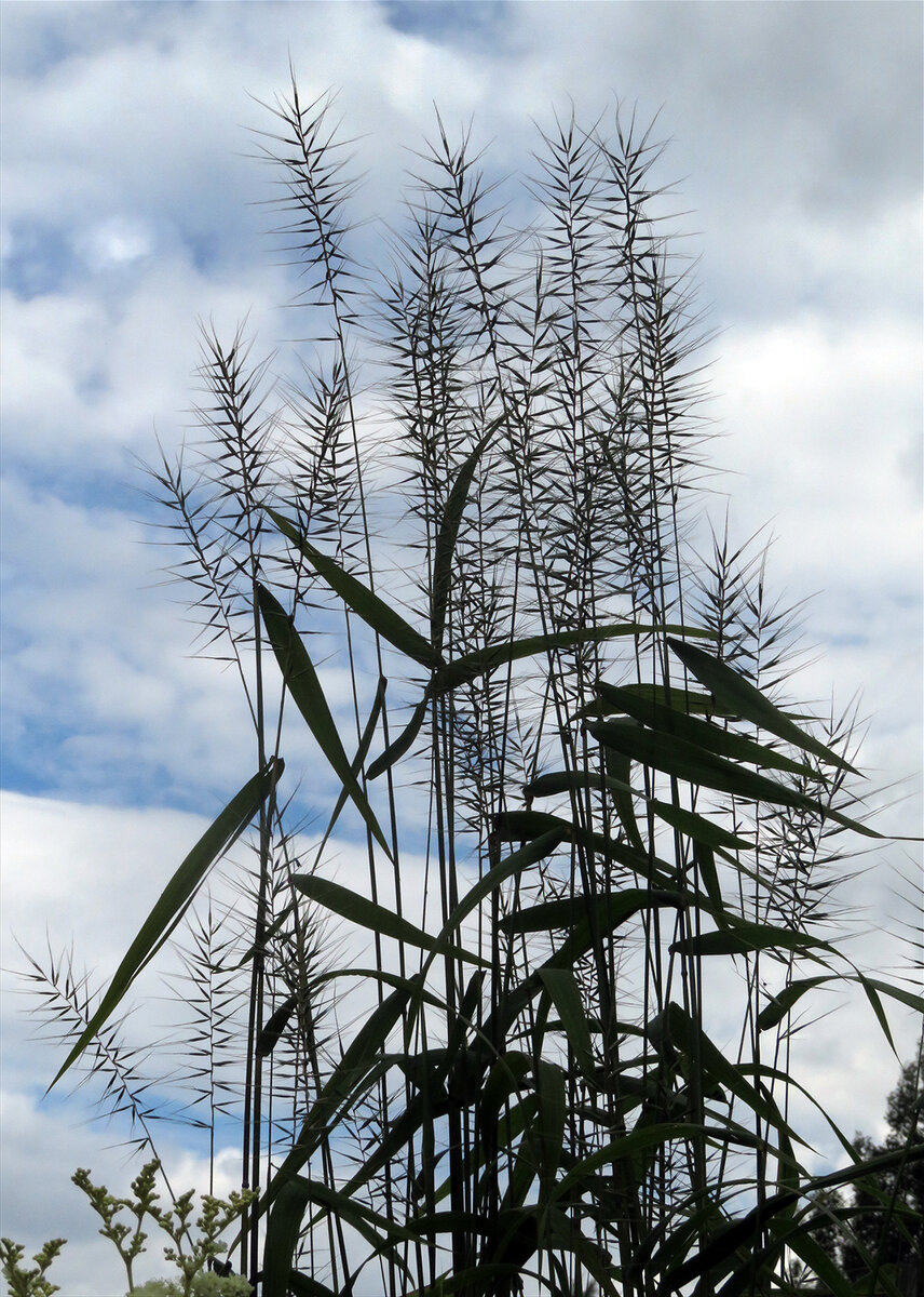    По-моему, что-то японское в этом есть...