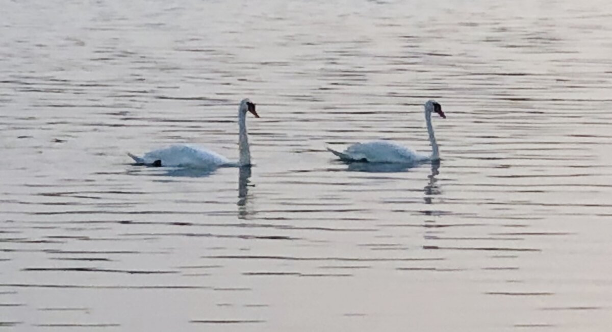 Обитатели заповедника