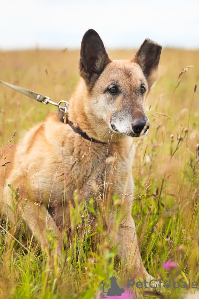 Собака ищет дом