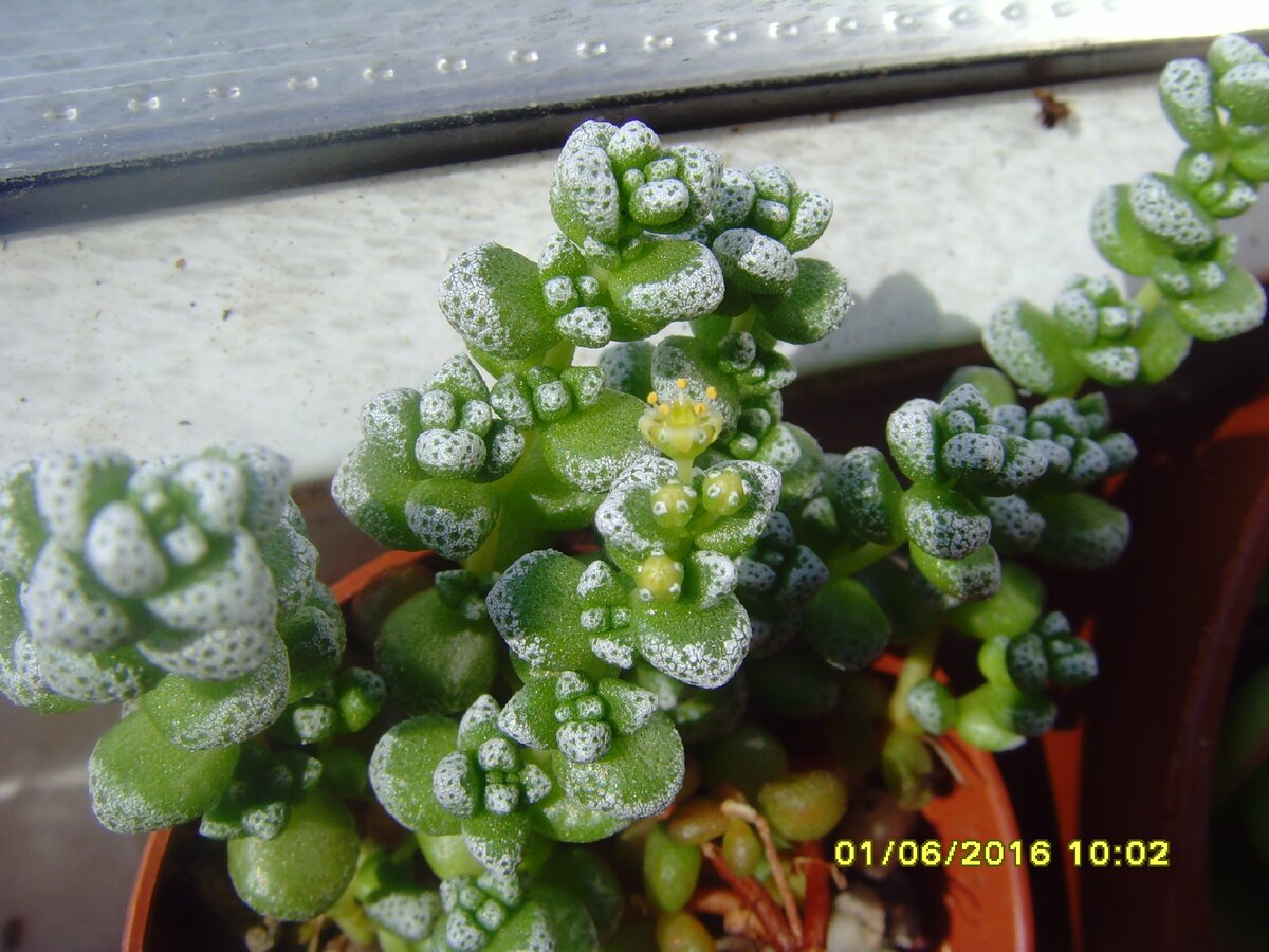 Крассула Corallina