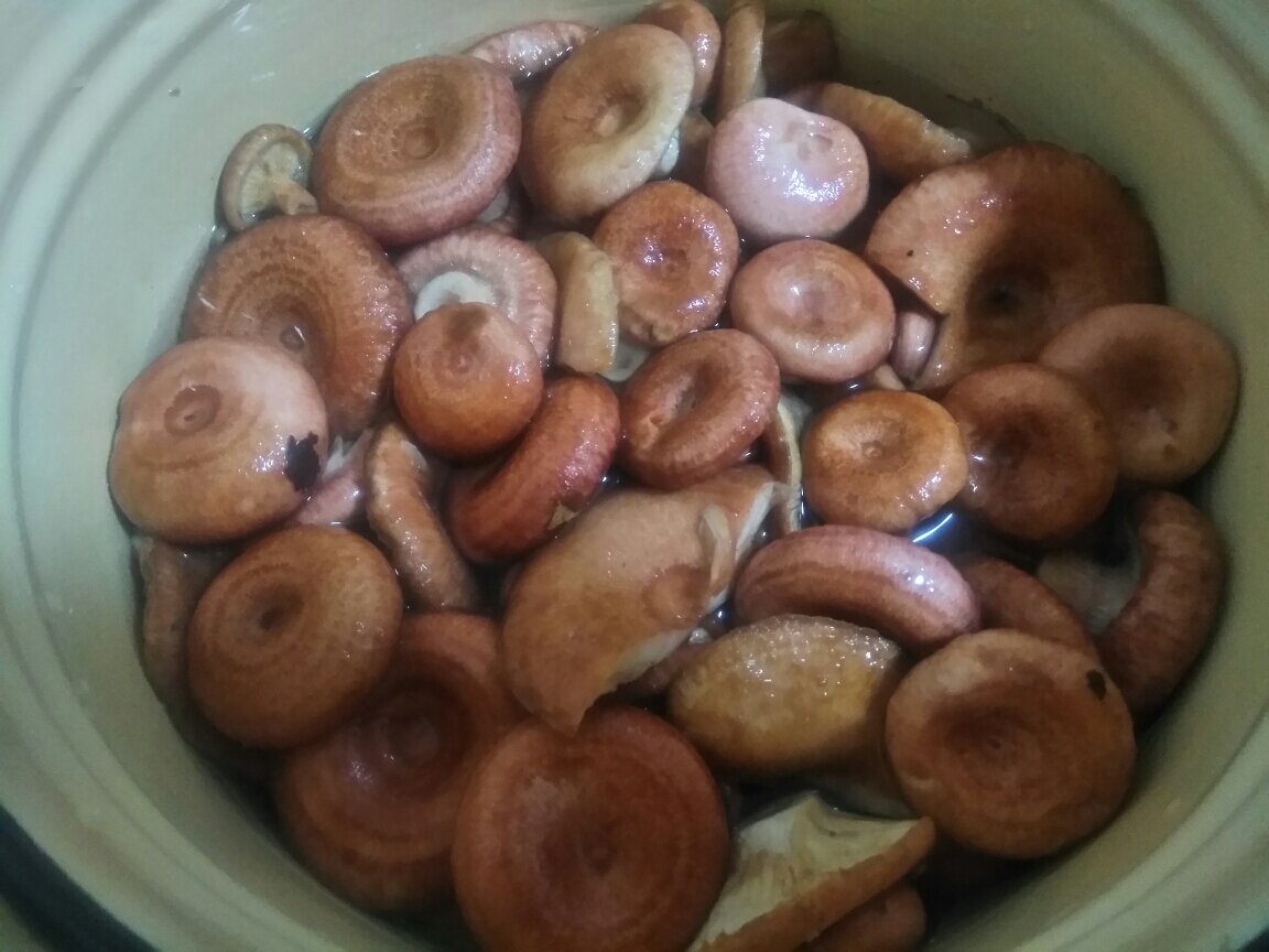 Засолка волнушек рецепт