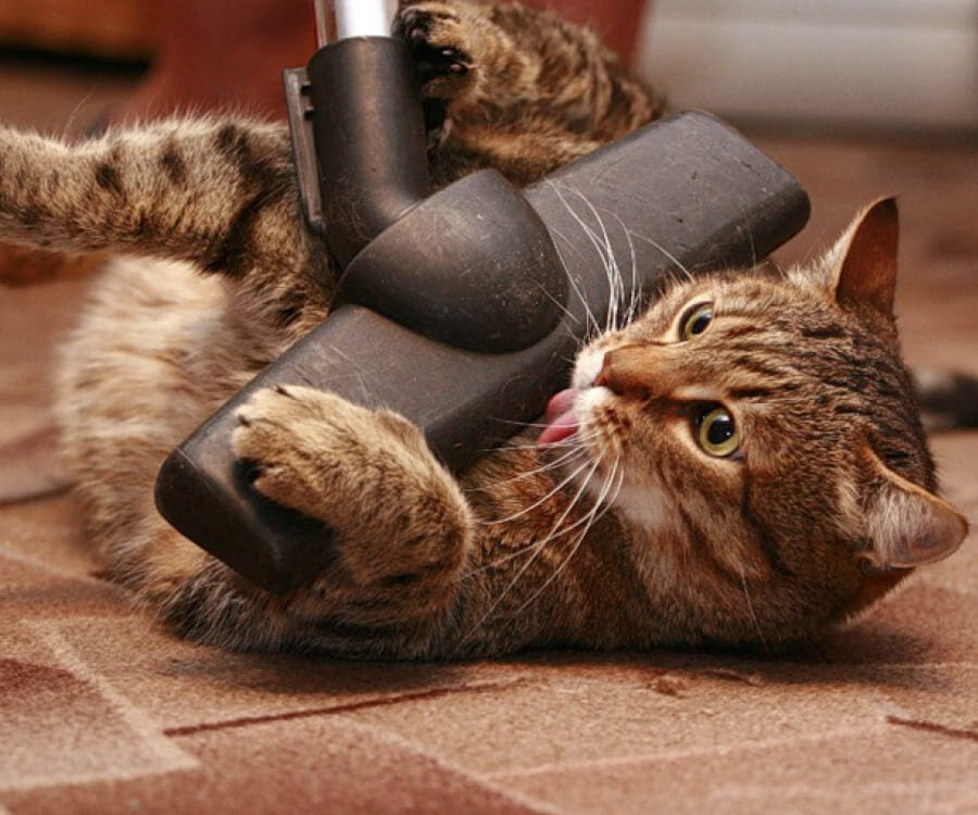 Кот и пылесос видео. Кот и пылесос видео. Кот и пылесос. Кот и пылесос прикол. Пылесос для кошек.