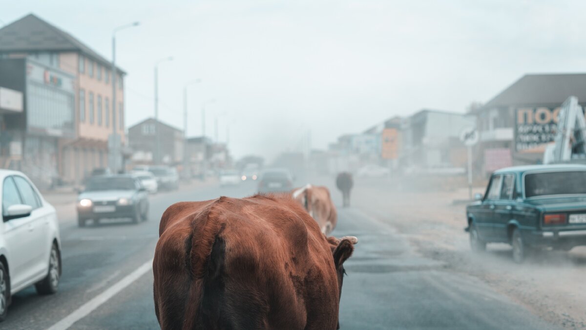 Корова на дороге это норма вещей в Дагестане
