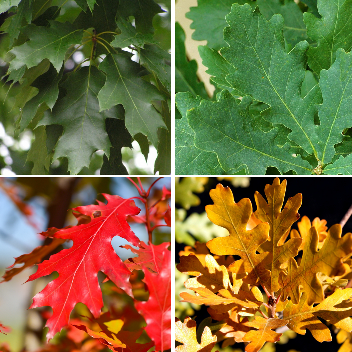 Сравнение листвы красного и черешчатого дуба