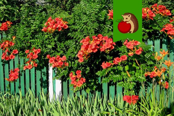 4 причины не высаживать на участке кампсис. Красивая долгоцветущая неприхотливая лиана, но надо ли оно вам?0