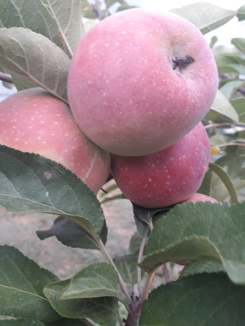 Нужен ли яблоне опылитель и насколько хороши самоплодные сорта 🍏 | Сад, дом,  огород | Дзен