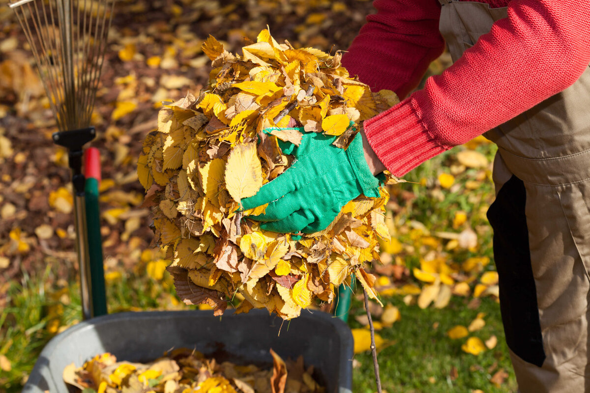 Нужно ли убирать опавшие листья в саду осенью: аргументы за и против