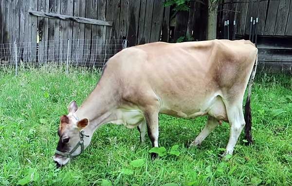 Молоко, которое выдает джерсейская порода коров, по жирности в среднем достигает 7%. Животные могут содержаться беспривязным или стойловым способом.-2